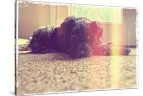 A Cute Schnauzer-graphicphoto-Stretched Canvas