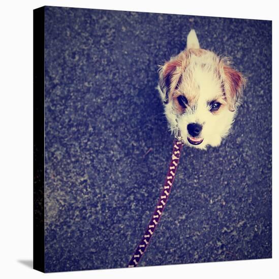 A Cute Terrier-graphicphoto-Stretched Canvas