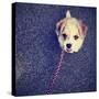 A Cute Terrier-graphicphoto-Stretched Canvas