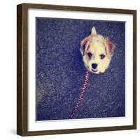 A Cute Terrier-graphicphoto-Framed Photographic Print