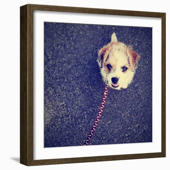 A Cute Terrier-graphicphoto-Framed Photographic Print