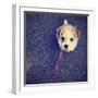 A Cute Terrier-graphicphoto-Framed Photographic Print