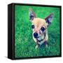 A Cute Tiny Chihuahua in the Grass-graphicphoto-Framed Stretched Canvas