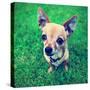 A Cute Tiny Chihuahua in the Grass-graphicphoto-Stretched Canvas