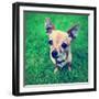 A Cute Tiny Chihuahua in the Grass-graphicphoto-Framed Photographic Print