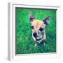 A Cute Tiny Chihuahua in the Grass-graphicphoto-Framed Photographic Print