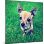 A Cute Tiny Chihuahua in the Grass-graphicphoto-Mounted Photographic Print