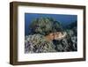 A Cuttlefish Lays Eggs in a Fire Coral on a Reef in the Solomon Islands-Stocktrek Images-Framed Photographic Print