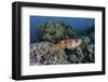 A Cuttlefish Lays Eggs in a Fire Coral on a Reef in the Solomon Islands-Stocktrek Images-Framed Photographic Print