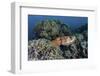 A Cuttlefish Lays Eggs in a Fire Coral on a Reef in the Solomon Islands-Stocktrek Images-Framed Photographic Print