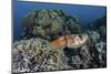 A Cuttlefish Lays Eggs in a Fire Coral on a Reef in the Solomon Islands-Stocktrek Images-Mounted Photographic Print