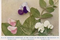 Gregor Johann Mendel Austrian Botanist-A.d. Darleishire-Stretched Canvas