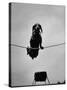 A Dachshund in Training-Hansel Mieth-Stretched Canvas