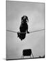 A Dachshund in Training-Hansel Mieth-Mounted Premium Photographic Print