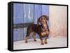 A Dachshund Puppy Standing in a Colorful Doorway with a Pink Bling Collar On, California, USA-Zandria Muench Beraldo-Framed Stretched Canvas