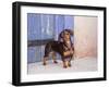 A Dachshund Puppy Standing in a Colorful Doorway with a Pink Bling Collar On, California, USA-Zandria Muench Beraldo-Framed Photographic Print