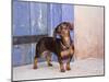 A Dachshund Puppy Standing in a Colorful Doorway with a Pink Bling Collar On, California, USA-Zandria Muench Beraldo-Mounted Photographic Print