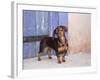 A Dachshund Puppy Standing in a Colorful Doorway with a Pink Bling Collar On, California, USA-Zandria Muench Beraldo-Framed Photographic Print