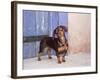 A Dachshund Puppy Standing in a Colorful Doorway with a Pink Bling Collar On, California, USA-Zandria Muench Beraldo-Framed Photographic Print