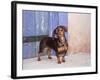 A Dachshund Puppy Standing in a Colorful Doorway with a Pink Bling Collar On, California, USA-Zandria Muench Beraldo-Framed Photographic Print