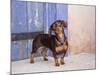 A Dachshund Puppy Standing in a Colorful Doorway with a Pink Bling Collar On, California, USA-Zandria Muench Beraldo-Mounted Photographic Print