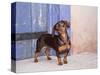A Dachshund Puppy Standing in a Colorful Doorway with a Pink Bling Collar On, California, USA-Zandria Muench Beraldo-Stretched Canvas