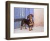 A Dachshund Puppy Standing in a Colorful Doorway with a Pink Bling Collar On, California, USA-Zandria Muench Beraldo-Framed Photographic Print