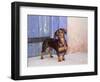 A Dachshund Puppy Standing in a Colorful Doorway with a Pink Bling Collar On, California, USA-Zandria Muench Beraldo-Framed Photographic Print
