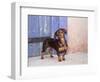 A Dachshund Puppy Standing in a Colorful Doorway with a Pink Bling Collar On, California, USA-Zandria Muench Beraldo-Framed Photographic Print