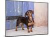 A Dachshund Puppy Standing in a Colorful Doorway with a Pink Bling Collar On, California, USA-Zandria Muench Beraldo-Mounted Photographic Print