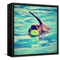 A Dachshund with a Ball in His Mouth-graphicphoto-Framed Stretched Canvas