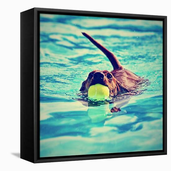 A Dachshund with a Ball in His Mouth-graphicphoto-Framed Stretched Canvas