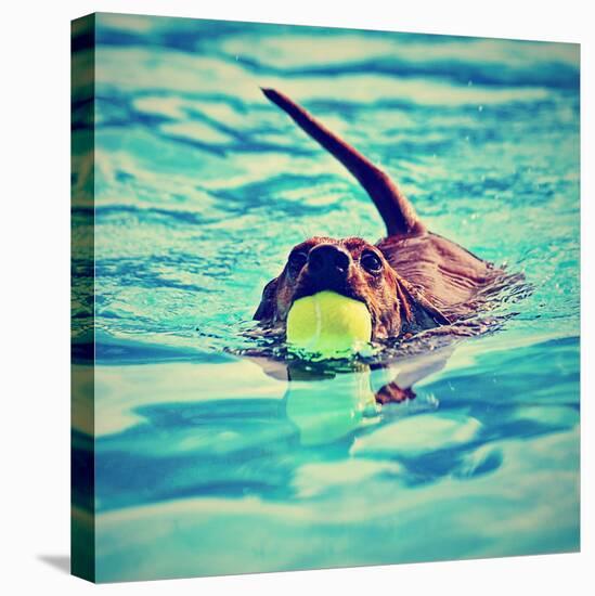 A Dachshund with a Ball in His Mouth-graphicphoto-Stretched Canvas