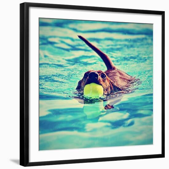 A Dachshund with a Ball in His Mouth-graphicphoto-Framed Photographic Print