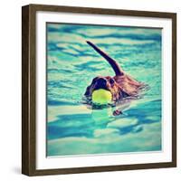 A Dachshund with a Ball in His Mouth-graphicphoto-Framed Photographic Print