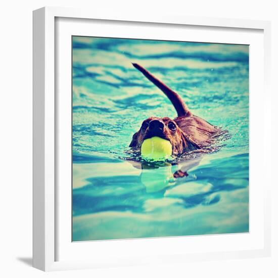 A Dachshund with a Ball in His Mouth-graphicphoto-Framed Photographic Print