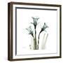 A Daffodil Day-Albert Koetsier-Framed Premium Giclee Print