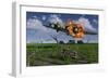 A Damaged B-17 Flying Fortress Attempting an Emergency Landing-null-Framed Premium Giclee Print