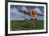 A Damaged B-17 Flying Fortress Attempting an Emergency Landing-null-Framed Art Print