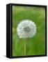 A Dandelion Clock in a Field-Bodo A^ Schieren-Framed Stretched Canvas