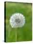 A Dandelion Clock in a Field-Bodo A^ Schieren-Stretched Canvas