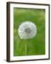 A Dandelion Clock in a Field-Bodo A^ Schieren-Framed Photographic Print