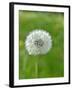 A Dandelion Clock in a Field-Bodo A^ Schieren-Framed Photographic Print