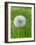 A Dandelion Clock in a Field-Bodo A^ Schieren-Framed Photographic Print