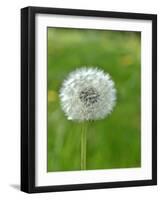 A Dandelion Clock in a Field-Bodo A^ Schieren-Framed Photographic Print