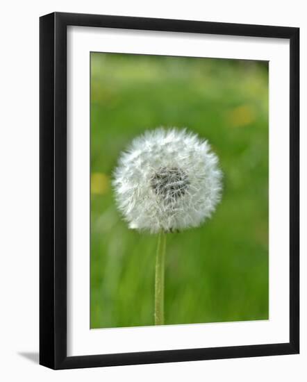 A Dandelion Clock in a Field-Bodo A^ Schieren-Framed Photographic Print