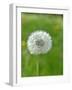 A Dandelion Clock in a Field-Bodo A^ Schieren-Framed Photographic Print