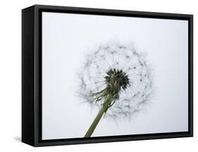 A Dandelion Clock-Jo Kirchherr-Framed Stretched Canvas