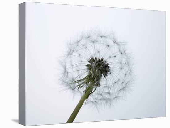 A Dandelion Clock-Jo Kirchherr-Stretched Canvas