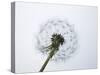 A Dandelion Clock-Jo Kirchherr-Stretched Canvas